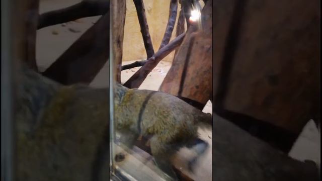 Илонка в зоопарке 12 месяцев Демидов смотреть онлайн