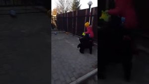 РУССКИЙ ЧЕРНЫЙ ТЕРЬЕР щенки кобели 80дн* ПРОДАЖА*