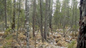 Охота на боровую дичь 2021 Охота на рябчика с манком