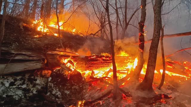 Кругом лесной пожар. Злой инспектор дело шьет. смотреть онлайн