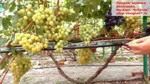 Виноград УСПЕНСКИЙ с крупными гроздями и ягодами замечательного вкуса