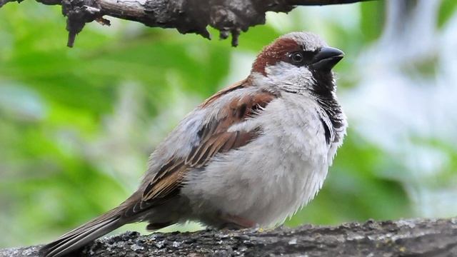 воробей рассказ Тургенев смотреть онлайн