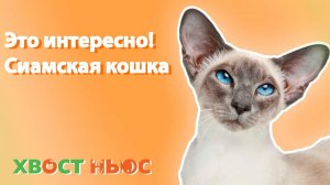 Это интересно! Сиамская кошка