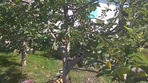 Удобрение под яблоню после сбора урожая.