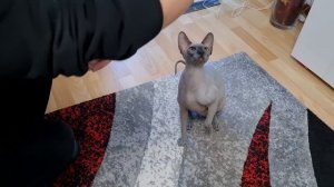 Сфинкс знает команды/Как дрессировать кошек.