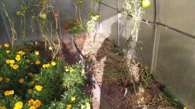 ТОМАТЫ с длительным плодоношением. Конец сентября 2021 г./Long Term Tomatoes