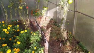 ТОМАТЫ с длительным плодоношением. Конец сентября 2021 г./Long term tomatoes