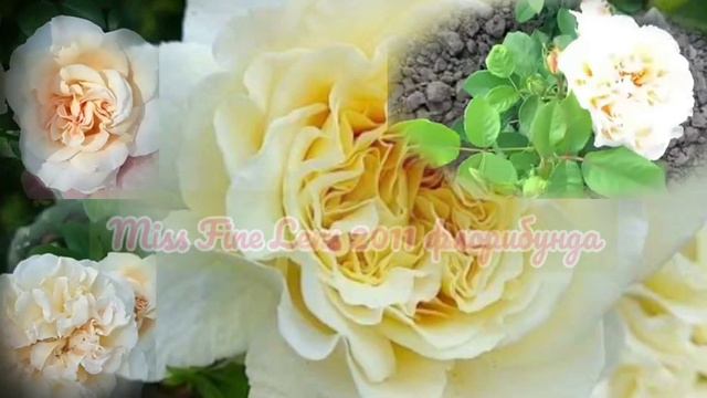 Rose Miss Fine Lens 2011 Бельгия флорибунда #rose #lens #розы #розарий #сад ролик про Розу Мисс Фай смотреть онлайн