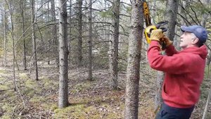 Dewalt DCCS620B Brushless 12" Cordless Chainsaw