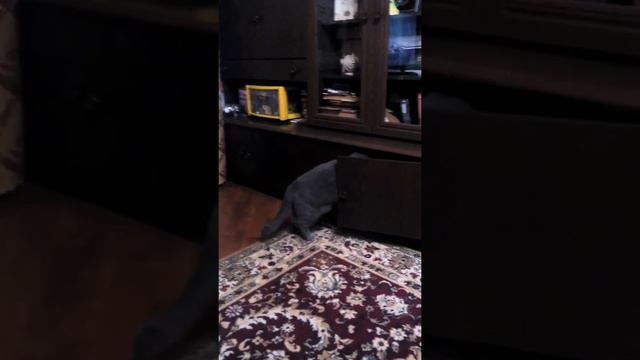 Сим сим откройся смотреть онлайн