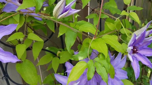 铁线莲蓝山谷 clematis Blue Ravine смотреть онлайн