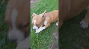 Американский стаффордширский терьер!