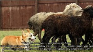Вельш корги пемброк: описание породы собак