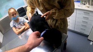 FLOYD у ветеринара! Делаем прививку щенку и различные процедуры. Говорящая собака