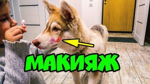 МЕНЯ НАКРАСИЛИ КАК ДЕВОЧКУ!  Хаски Бублик. Говорящая собака