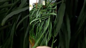 Леписмиум Боливианум.