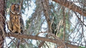 Ушастая сова - Long eared owl