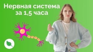 Нервная система за 1,5 часа для ЕГЭ по Биологии