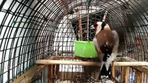 Пение щегла ( черноголовый ).