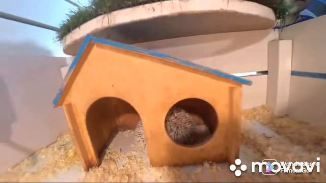 Контактный зоопарк. Ретровиль. смотреть онлайн