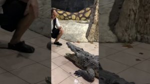 Мужик суёт руку в пасть крокодилу смотрите до конца