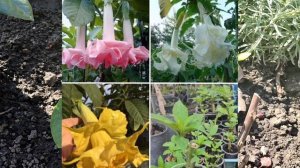 Что посадить вдоль дорожки? Лаванда и будлея - моя сиреневая аллея! Черная пятница.