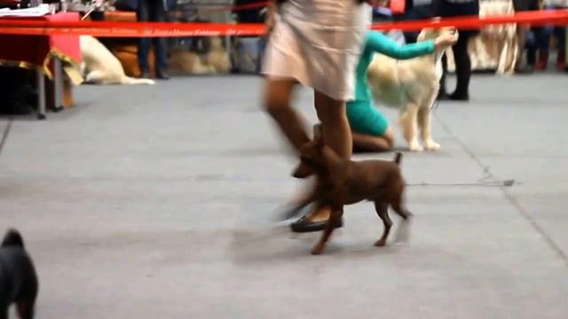 25.01.2015г. "Созвездие снежных псов", САС- UA, Харьков, Украина смотреть онлайн