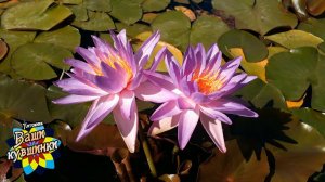 Нимфея  Purplelucent (Светящийся фиолетовый) кувшинка, waterlily, водные растения, пруд