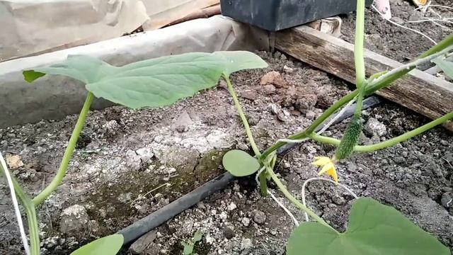 Огурцы в грядке. Рост, подвязка смотреть онлайн