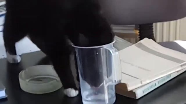 Kitek pije wodę do żelazka смотреть онлайн