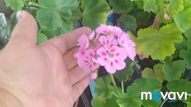 Обзор моих пеларгоний в июле. Черенки клематиса укоренились. смотреть онлайн