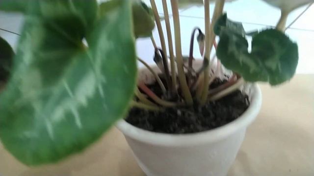 VLOG:Цветочно-уходовый🌷🌼🌷 смотреть онлайн