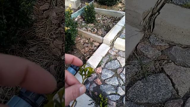 Самшит. Размножение черенком. смотреть онлайн