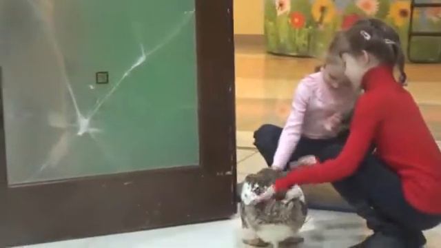 Утка Белла: как стать звездой Ручного Зоопарка смотреть онлайн