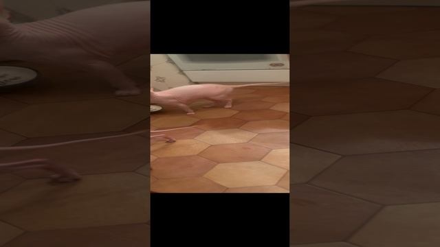Сфинкс