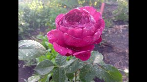 ЯРКИЕ КРАСКИ ТЕПЛОГО ЛЕТА