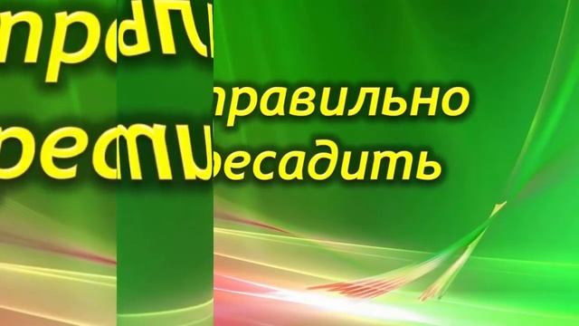 Секреты пересадки Долларового дерева. Как правильно пересадить Замиокулькас.