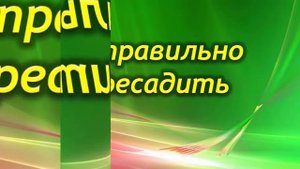 Секреты пересадки Долларового дерева. Как правильно пересадить Замиокулькас.