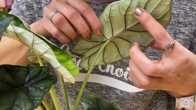 Алоказия Дракон Скэйл | Очень необычное растение | Обзор сорта алоказии