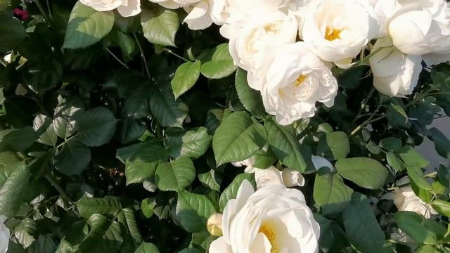 23.06.2023 Uetersener Klosterrose In Voller Blüte