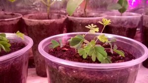 Мимоза стыдливая(Mimosa pudica)