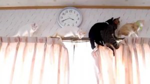 Cat Кошки Котята Коты #Shorts 984.mp4