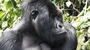 Самое Сильное Животное В Мире