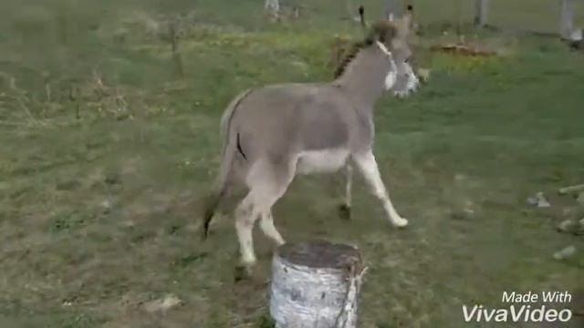 Осел.