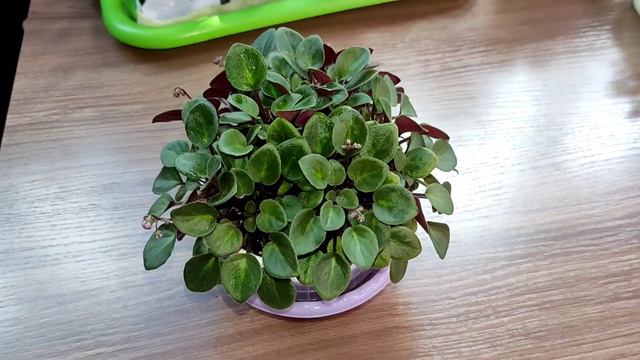 Онлайн магазин фиалок 👛💃. Фиалки у Алисы 🤩. смотреть онлайн