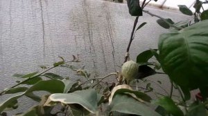 ОБЗОР- ЛЮБИМЫЕ РАСТЕНИЯ, КАКАО ВОЗДУШНЫЕ ОТВОДКИ, ЦВЕТЕНИЕ В ТЕПЛИЦЕ.