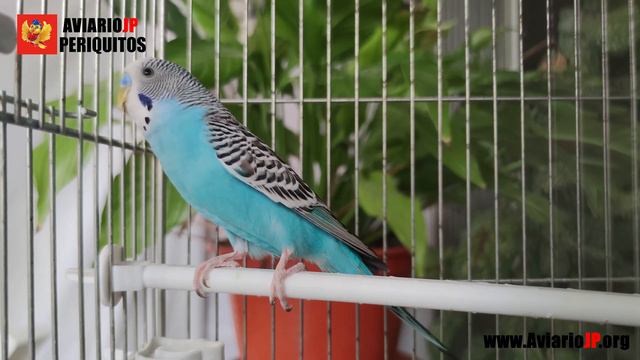 ✅ COMO CURAR LOS ACAROS EN PERIQUITOS 😱 ¡¡En sólo 5 minutos!! смотреть онлайн