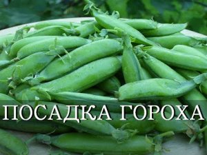 ПОСАДКА ГОРОХА / как сажать горох / как вырастить горох