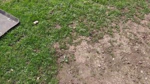 КОРОВУ ПОКУСАЛА ГАДЮКА!!!