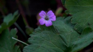 Flaune - S2E09a - Geranium rotundifolium / Stizus sp.